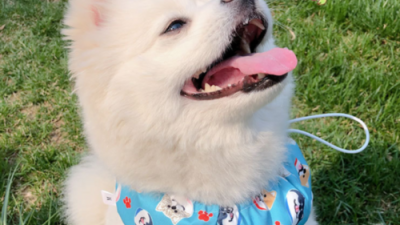 댕댕이 여름 필수템! 득템찬스 놓치지 마세요🐶 강아지목수건
